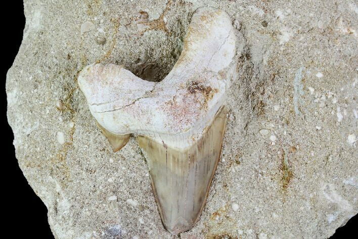 Otodus Shark Tooth Fossil in Rock - Eocene #111040